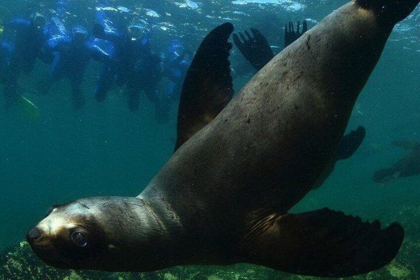 Snorkeling with Sea Lions