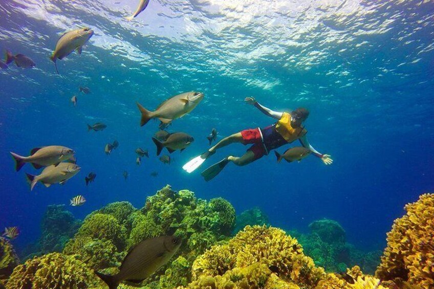 Amazing Basic Snorkel Experience In Cancún