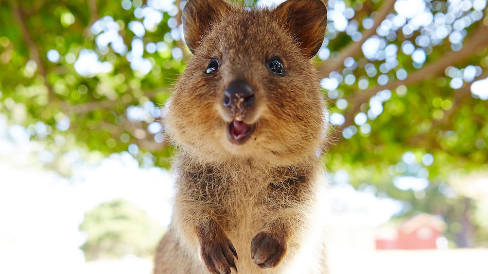 Discover Rottnest Island Day Tour from Perth & Fremantle