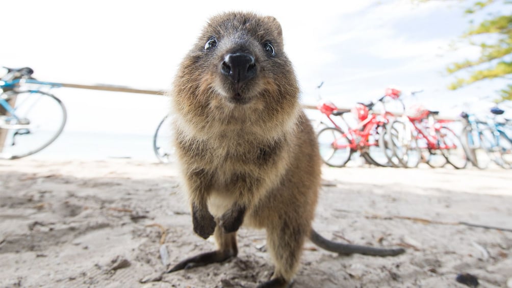 Discover Rottnest Island Day Tour from Perth & Fremantle