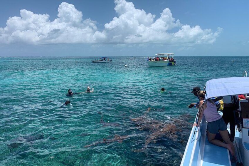 Barrier Reef Adventure With Green Moray Eel,Sting Rays Alley and Beach break