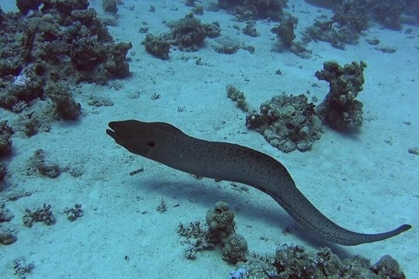 Barrier Reef Adventure With Green Moray Eel,Sting Rays Alley and Beach break