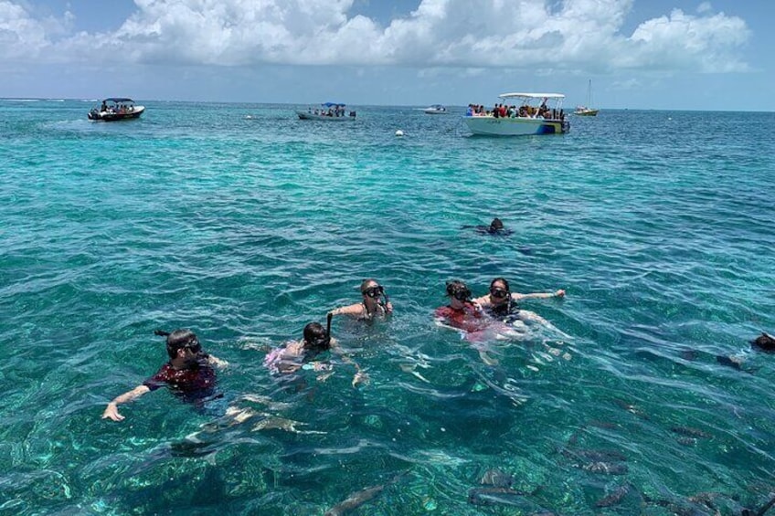 Barrier Reef Adventure With Green Moray Eel,Sting Rays Alley and Beach break