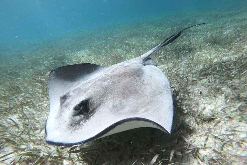 Barrier Reef Adventure With Green Moray Eel,Sting Rays Alley and Beach break