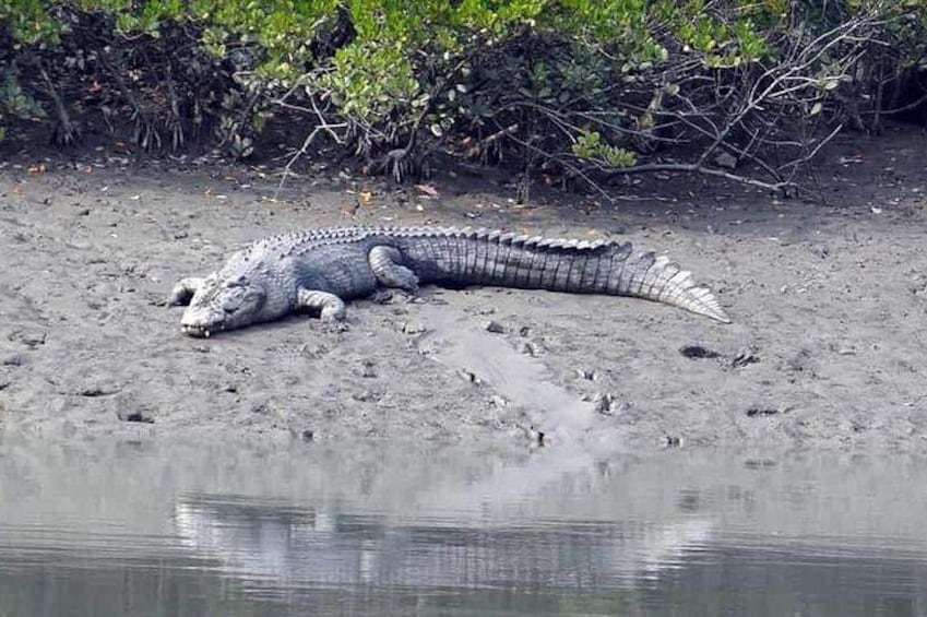 The amazon of india
