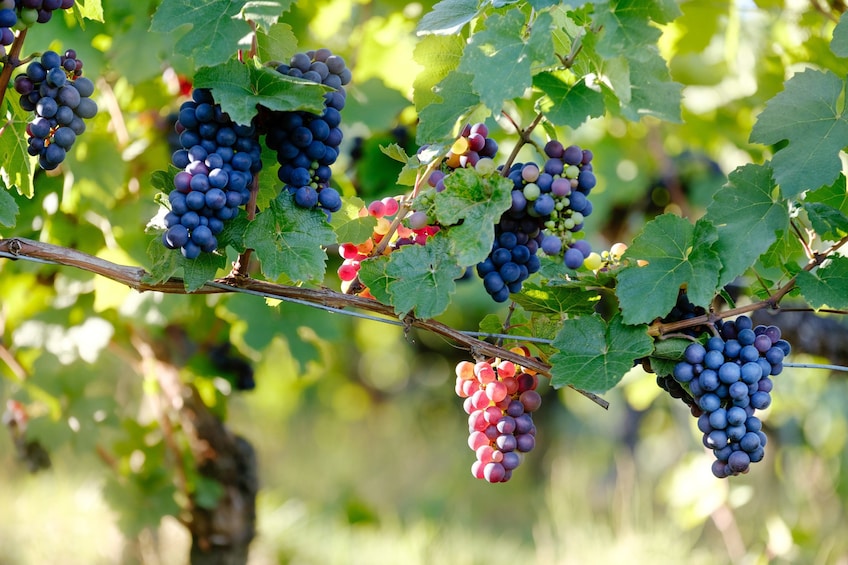 Napa Valley & Sonoma - Wine Country Tour from San Francisco