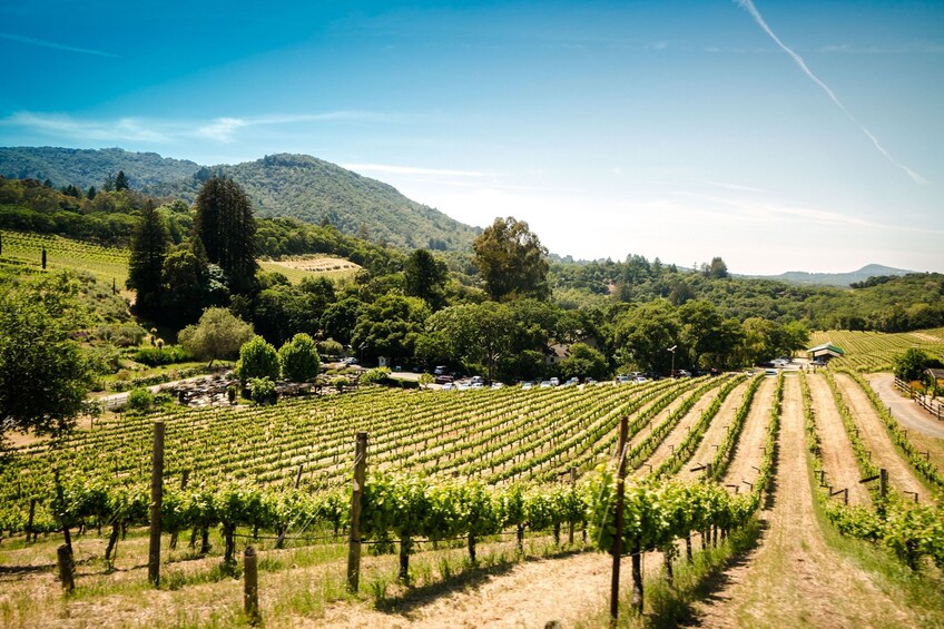 sonoma and napa valley wine tours from san francisco