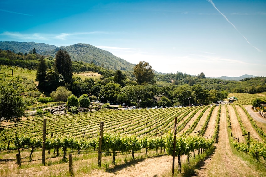 napa and sonoma wine tours from san francisco