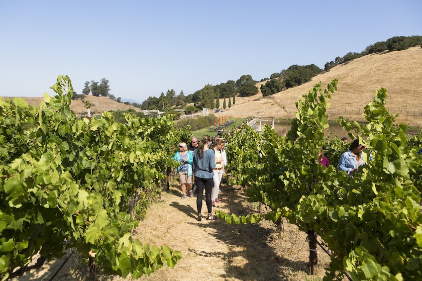 Napa Valley & Sonoma - Wine Country Tour from San Francisco