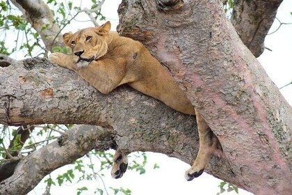 Tree Climbing Lions in Queen Elizabeth 3 Day Park Safari