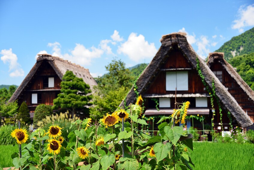 Shirakawa-go and Gold leaf experience (PM tour) from Takayama