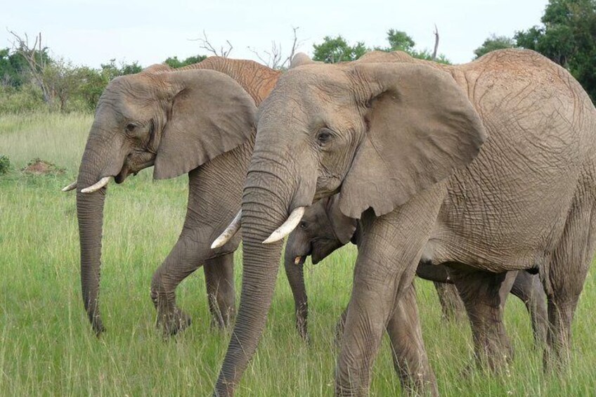 3 Days 2 Nights Masai Mara Best Short Tour