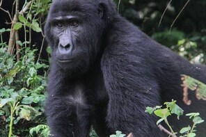 9-Day Uganda Primates - Lions & so Much More (Midrange)