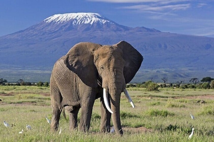 12 Days Best Of Kenya and Tanzania Safari - Luxury