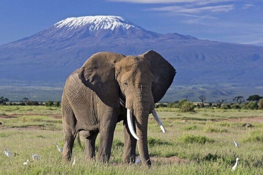 12 Days Best Of Kenya and Tanzania Safari