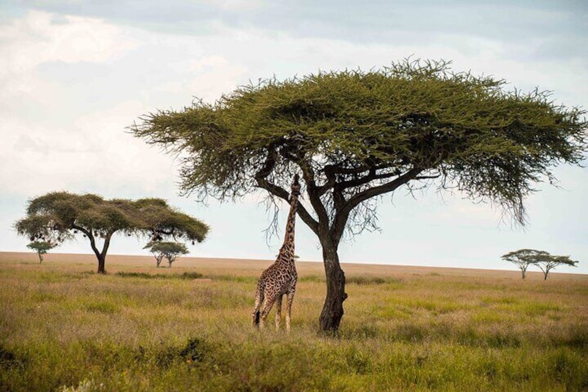 12 Days Best Of Kenya and Tanzania Safari