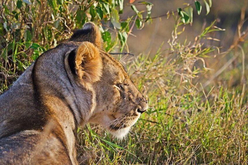 12 Days Best Of Kenya Tanzania Safari