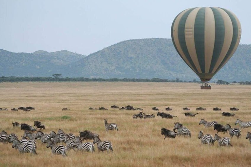Baloon Safari
