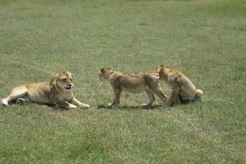 12 Days Best Of Kenya Tanzania Safari