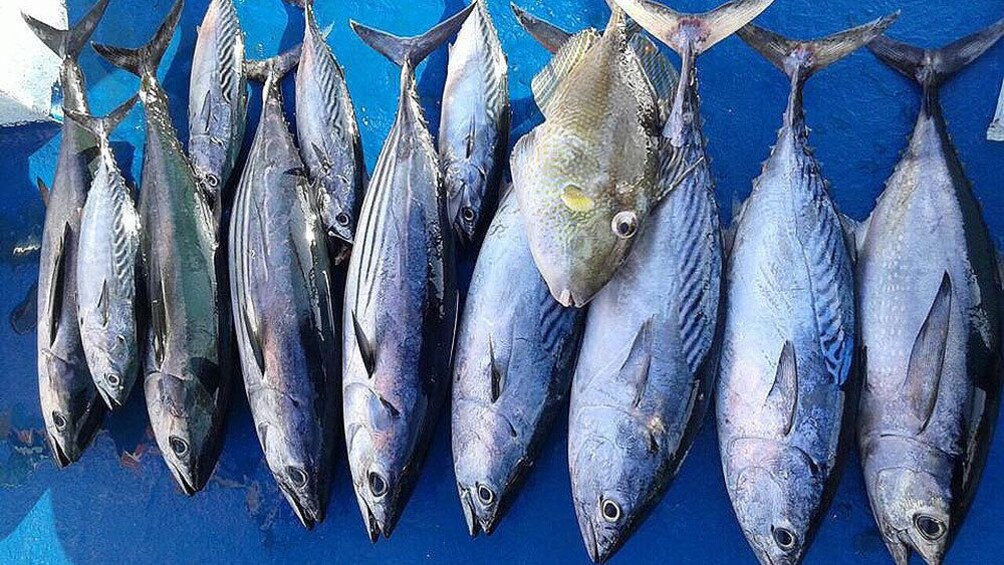Batch of fish caught on the day finishing trip at Racha Island in Thailand 