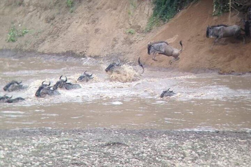 Masai Mara Crossing