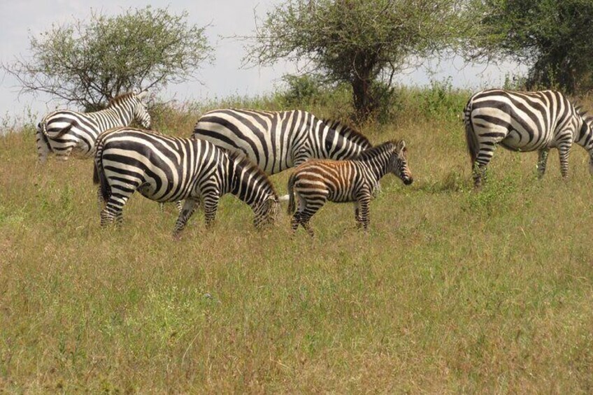 zebras in kenya