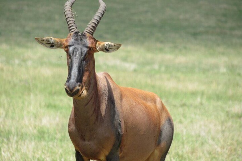 Topi