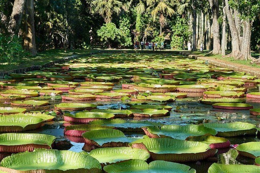 Botanical Garden