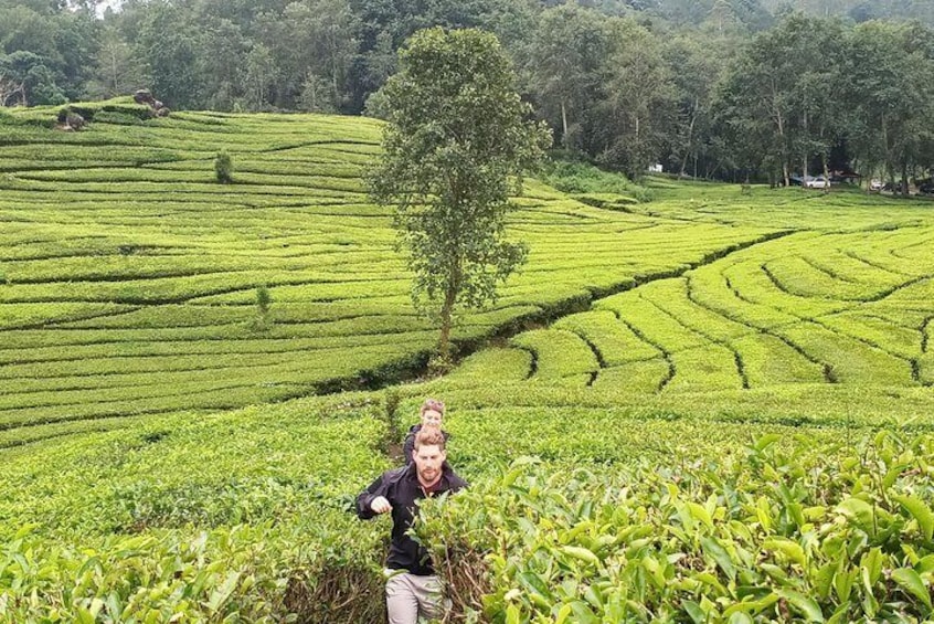 exploring tea plantation