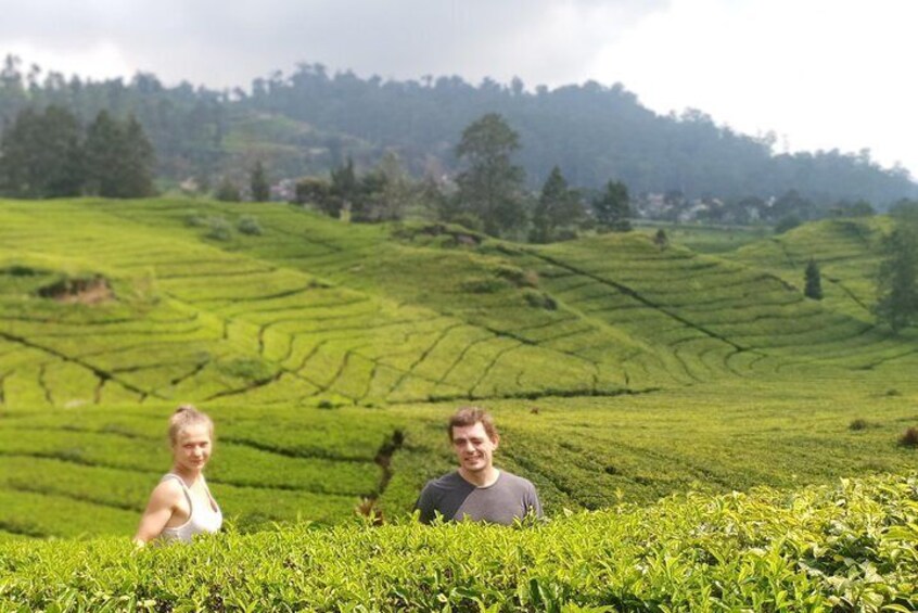 Rancabali tea plantation