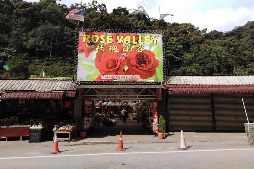 Cameron Highlands Day Trip From Kuala Lumpur