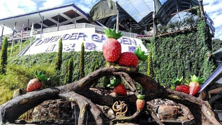 Cameron Highlands Day Trip From Kuala Lumpur