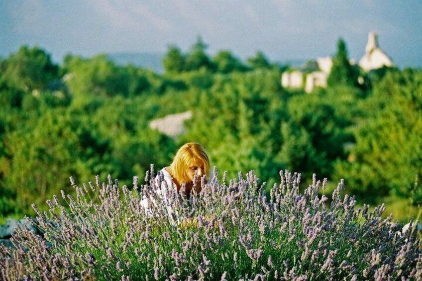 Lavender Fields