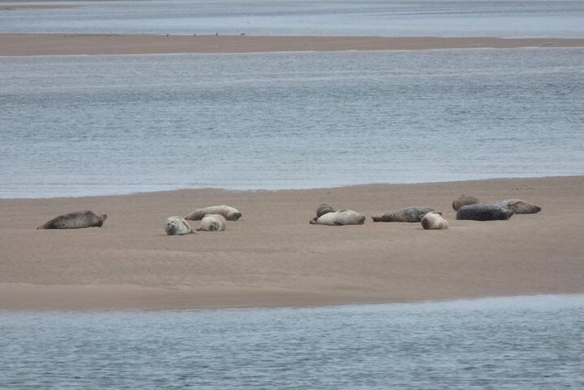Seals on Loch Fleet