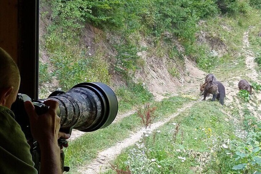 Bear hide