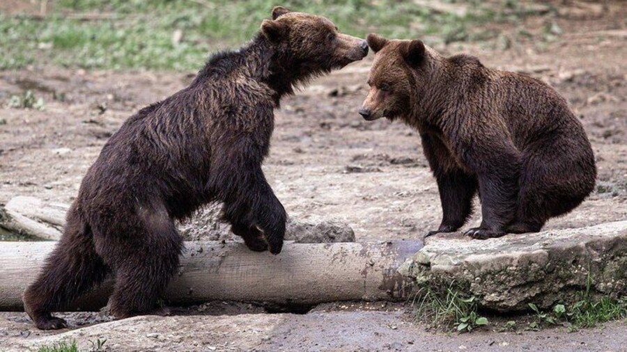 Romania's Brown Bears, near Brasov