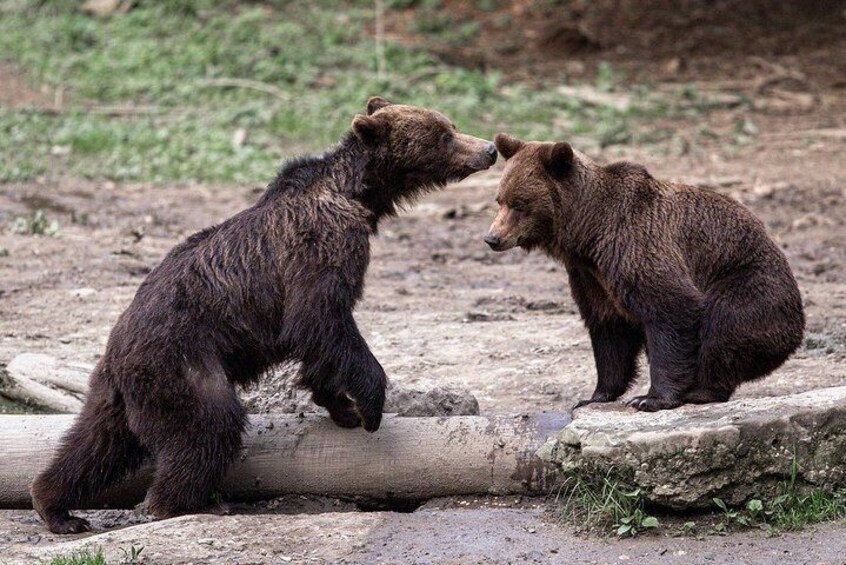 Romania's Brown Bears, near Brasov (foto by our guests)