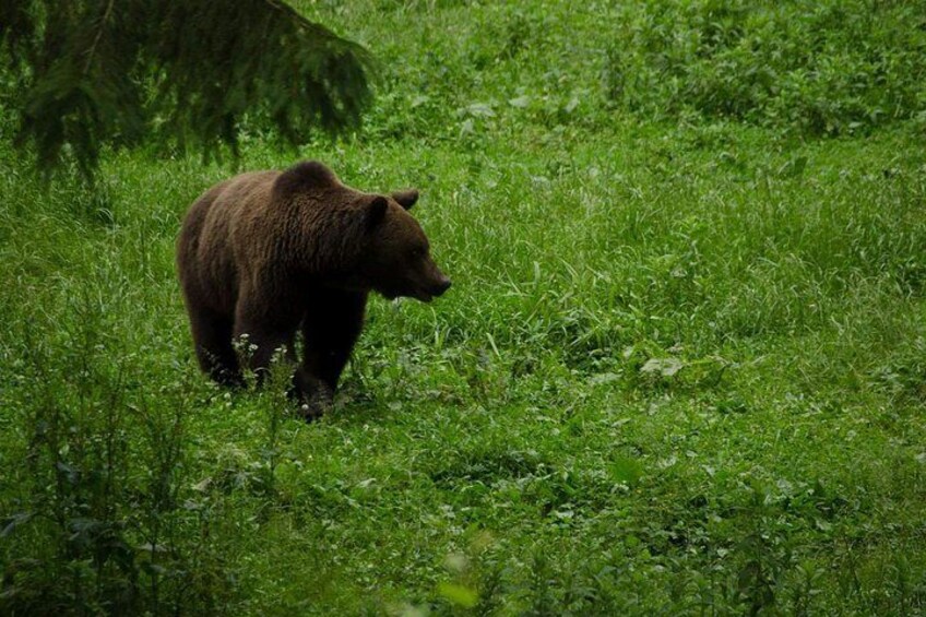 Brown bear in Romanian Mountains, near Brasov