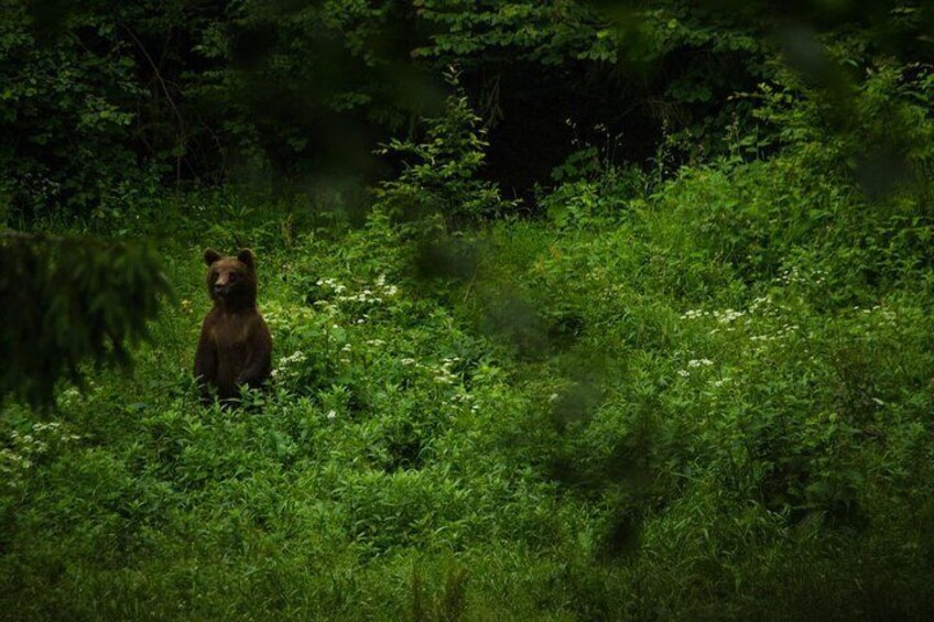 Brown bear standing up