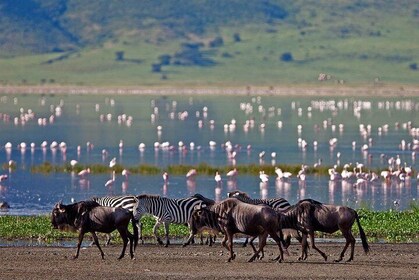 5 Day: Spectacular View of Ngorongoro Crater