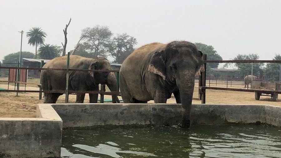 From Delhi: Taj Mahal Tour with Elephant Conservation Centre