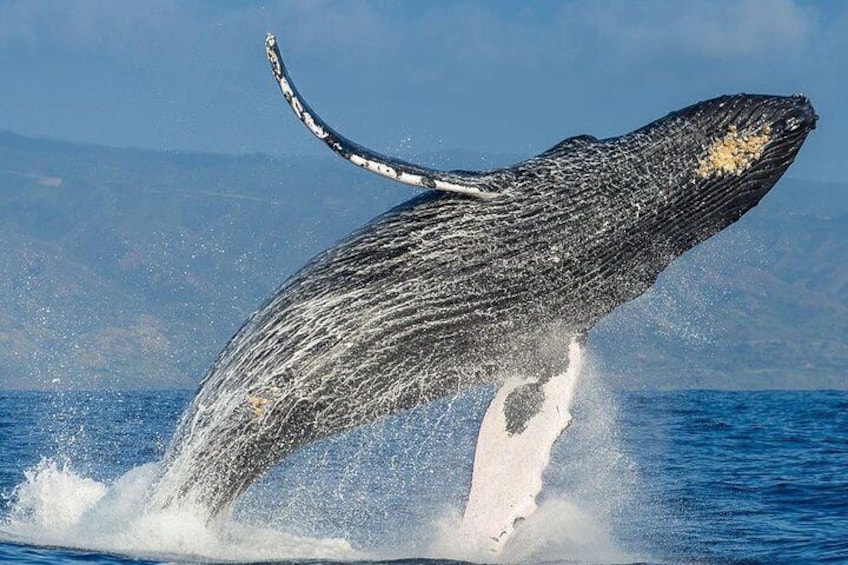 The Best of Cape Town: Whale Watching Full Day Tour