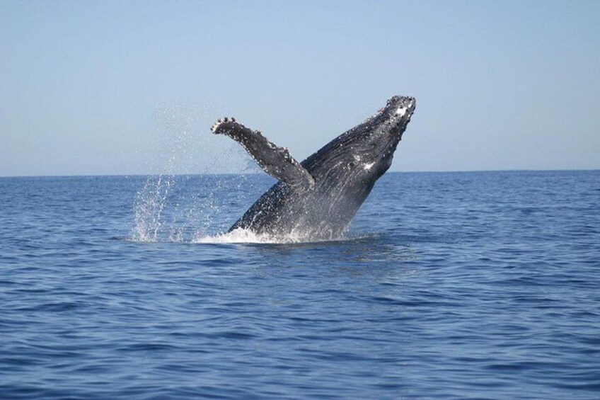 The Best of Cape Town: Whale Watching Full Day Tour