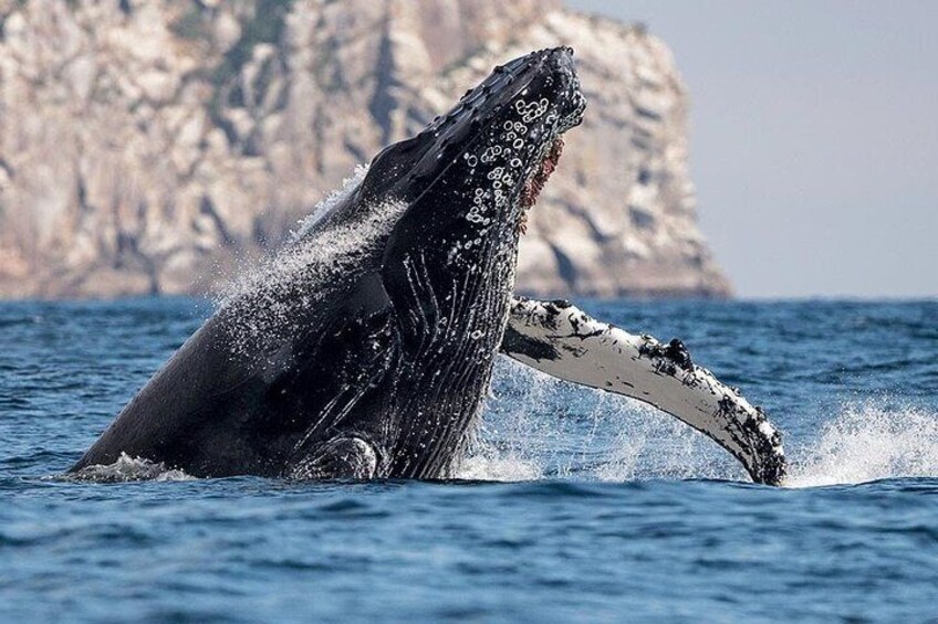 The Best of Cape Town: Whale Watching Full Day Tour