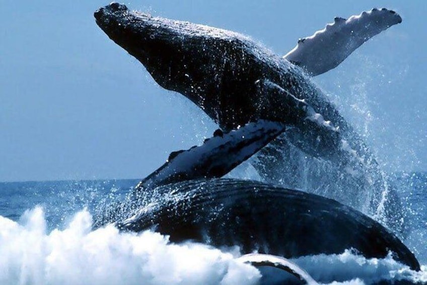 The Best of Cape Town: Whale Watching Full Day Tour