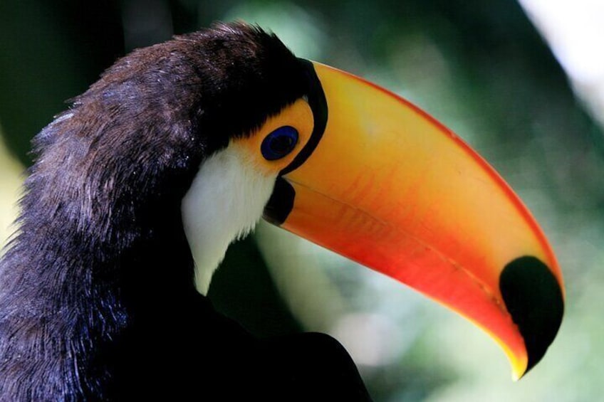 Iguazu Falls Saver Package! Both sides excursions & transfers 