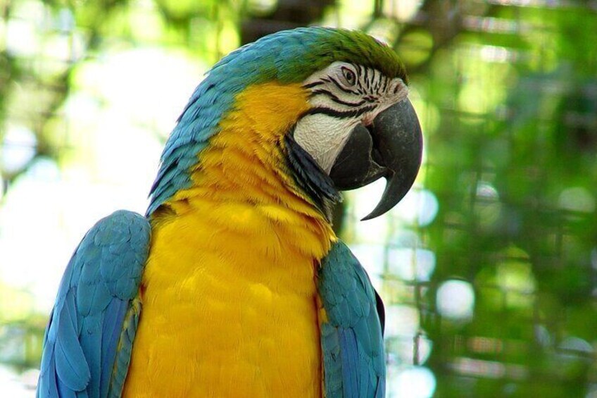 Iguazu Falls Saver Package! Both sides excursions & transfers