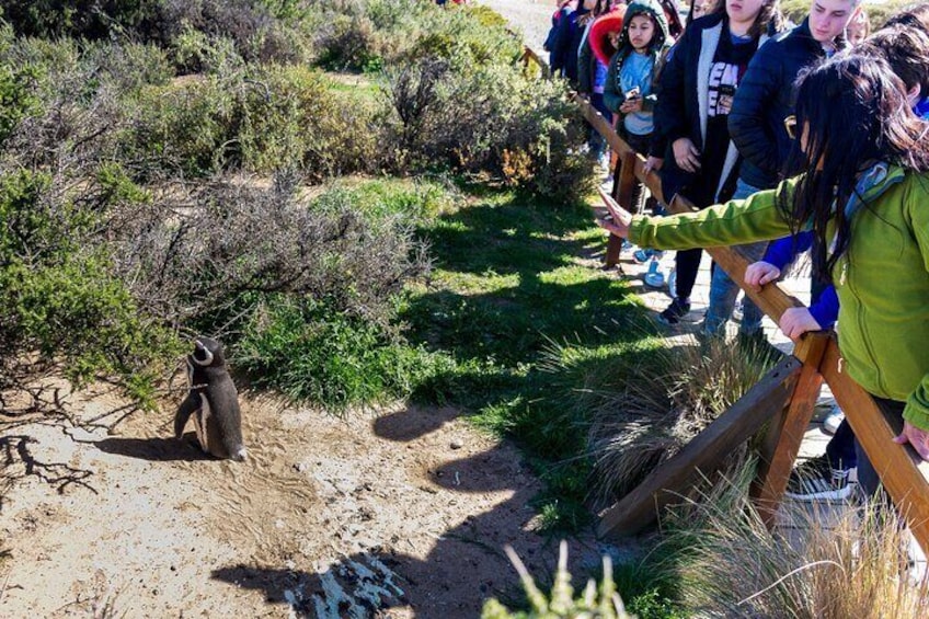 Punta Tombo Shore Excursion w/box Lunch(Shared tour for cruises) 