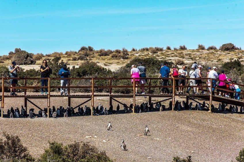 Punta Tombo Shore Excursion (Shared tour)