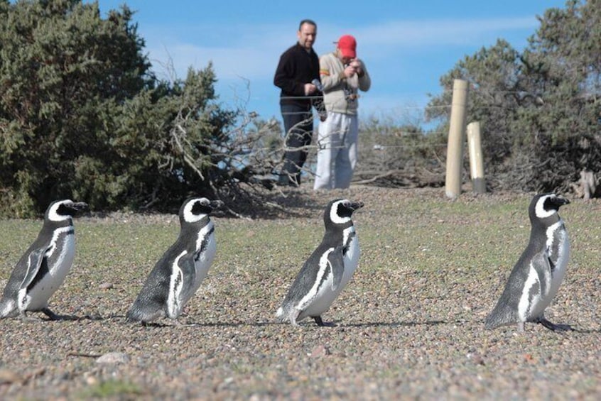 Punta Tombo Shore Excursion (Shared tour)